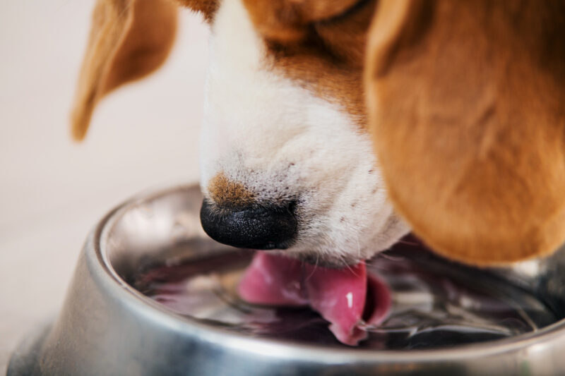 犬が水を飲まないときに知っておきたい原因と5つの対処法